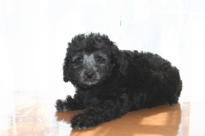 トイプードルシルバー(グレー)の子犬オス、生後7週間画像