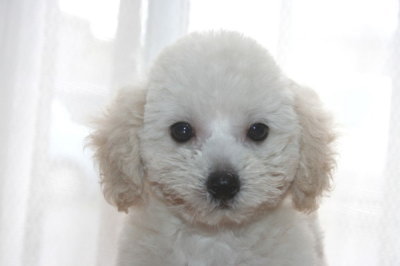 トイプードルホワイト(白色)の子犬オス、生後2ヶ月画像