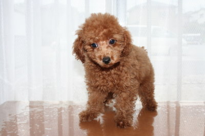 トイプードルレッドの子犬オス、生後2ヶ月過ぎ画像