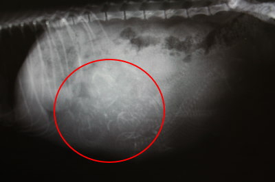 トイプードルレッド妊娠犬のレントゲン画像