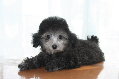 トイプードルシルバー(グレー)の子犬メス、生後2ヶ月半画像