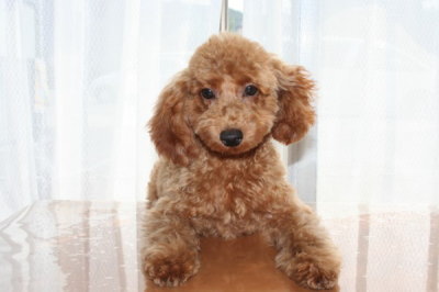 トイプードルレッドの子犬オス、生後4ヶ月半画像