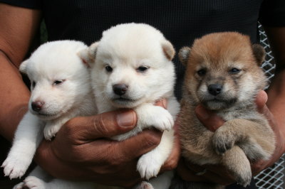 柴犬白色のメス2頭茶色(赤)メス1頭の子犬、生後3週間画像