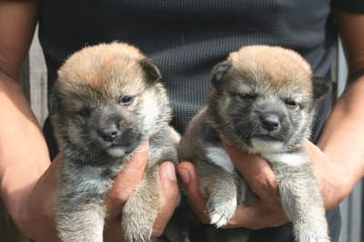 柴犬茶色(赤)の子犬メス2頭、生後3週間画像