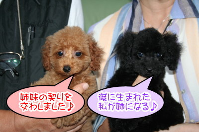 トイプードルレッドとブラック(黒色)の子犬多頭飼い、神奈川県横浜市画像