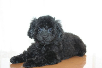 トイプードルブラック(黒色)の子犬メス、生後70日画像
