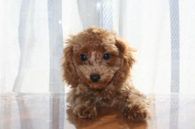 トイプードルレッドの子犬メス、生後3ヶ月画像