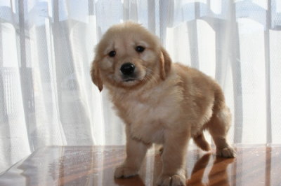 ゴールデンレトリバーの子犬オス、生後45日画像