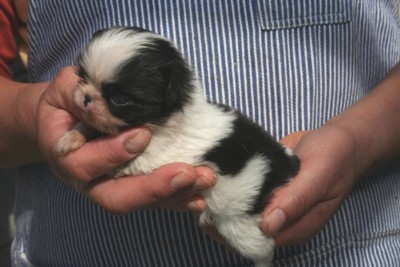 狆（ちん）の子犬メス、生後3週間画像