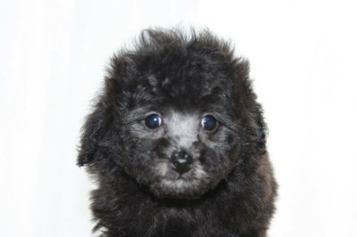 トイプードルシルバー(グレー)の子犬メス、生後7週間画像