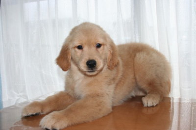ゴールデンレトリバーの子犬メス、生後70日画像