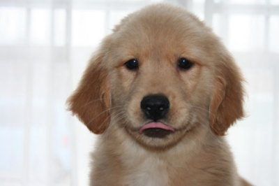 ゴールデンレトリバーの子犬メス、生後70日画像