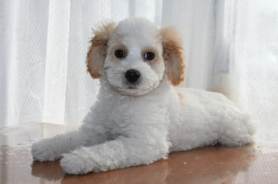 トイプードル白茶(赤)パーティーカラーの子犬オス、生後2ヶ月半画像