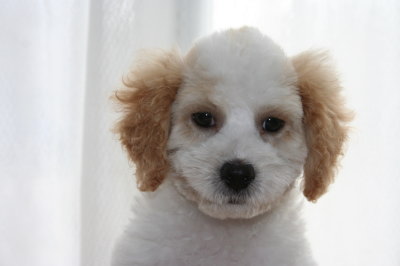 トイプードル白茶(赤)パーティーカラーの子犬オス、生後2ヶ月半画像