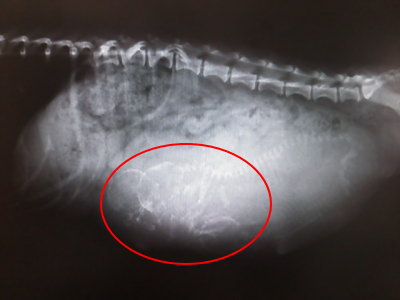 ミニチュアダックス妊娠犬のレントゲン写真