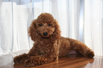 トイプードルレッドの子犬メス、生後6ヶ月半画像