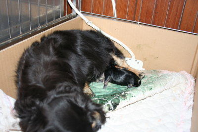ミニチュアダックス犬の出産(お産)画像