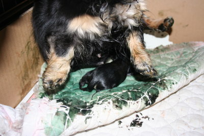 ミニチュアダックス犬の出産(お産)画像