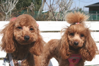 トイプードルレッドの成犬メス姉妹画像