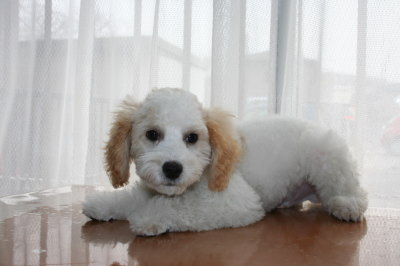 トイプードル白茶(赤)パーティーカラーの子犬オス、生後3ヶ月半画像