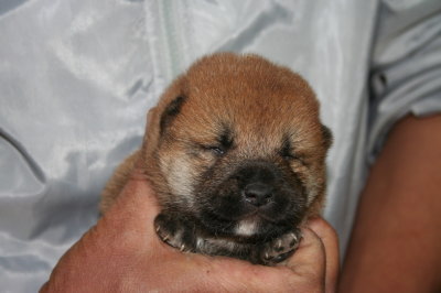 柴犬茶色(赤)の子犬メス、生後2週間画像