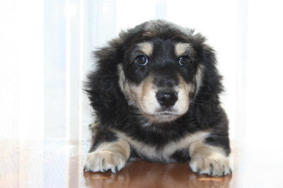 ミニチュアダックスブラッククリームの子犬オス、生後2ヶ月半画像