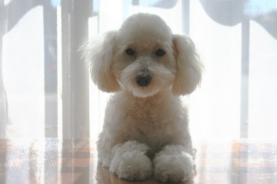 トイプードルホワイト(白色)の子犬メス、生後8ヶ月画像