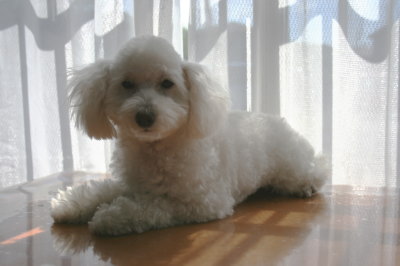 トイプードルホワイト(白色)の子犬メス、生後8ヶ月画像
