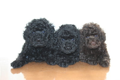 トイプードルの子犬ブラック(黒色)オスメス、ブラウンオス、生後7週間画像
