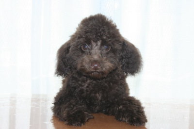 トイプードルブラウンの子犬オス、生後100日画像