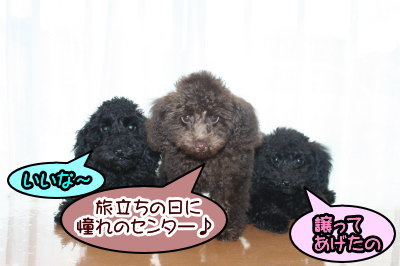 トイプードルの子犬ブラック(黒色)オスメス、ブラウンオス、生後100日画像