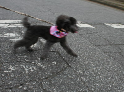 トイプードルシルバー(グレー)の子犬メス、生後半年画像