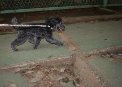 トイプードルシルバー(グレー)の子犬メス、生後半年画像