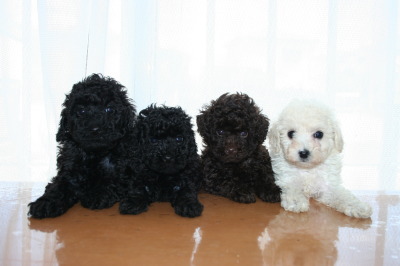 トイプードル子犬、ブラックオスメスブラウンオスホワイトメス、生後6週間画像
