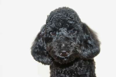 トイプードルブラック(黒色)の子犬オス、生後5ヶ月画像