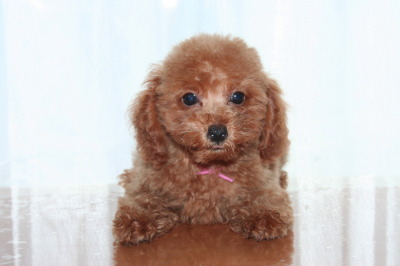 タイニーサイズトイプードルレッドの子犬メス、生後2ヶ月半画像