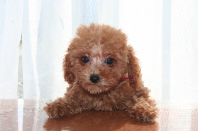 ティーカッププードルレッドの子犬メス、生後2ヶ月半画像