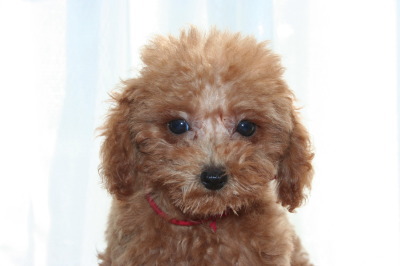 ティーカッププードルレッドの子犬メス、生後2ヶ月半画像