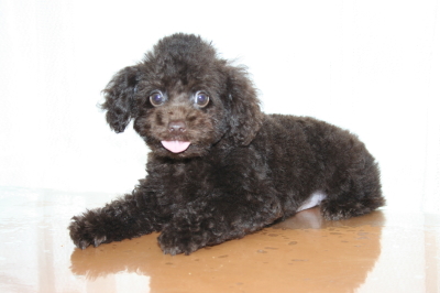 トイプードルブラウンの子犬オス、生後２ヶ月半画像