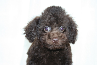 トイプードルブラウンの子犬オス、生後２ヶ月半画像