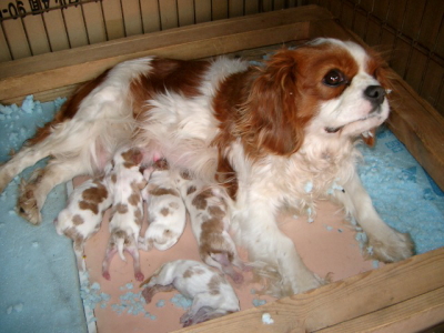 キャバリアブレンハイムの子犬オス3頭メス2頭、生後1週間画像