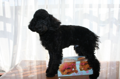 トイプードルブラック(黒色)の子犬オス、生後半年画像