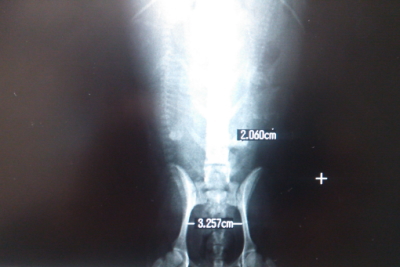 トイプードル妊娠犬の骨盤レントゲン画像