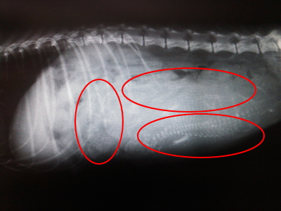 トイプードル妊娠犬のレントゲン画像