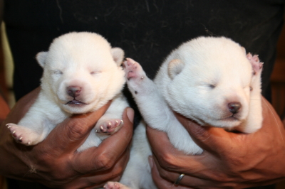 柴犬白色の子犬オス、生後10日画像