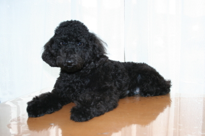 トイプードルブラック(黒色)の子犬オス、生後7ヶ月画像