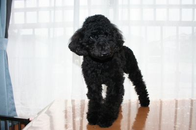 トイプードルブラック(黒色)の子犬オス、生後7ヶ月画像