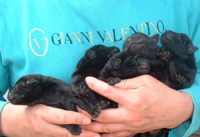 ラブラドールブラック(黒ラブ)の子犬オス3頭メス2頭、生後10日画像