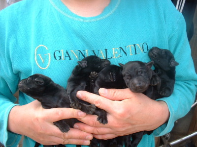 ラブラドールブラック(黒ラブ)の子犬オス3頭メス2頭、生後10日画像