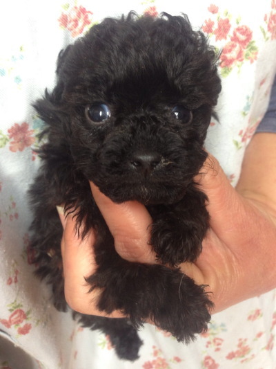 トイプードルブラック(黒色)の子犬オス、生後40日画像